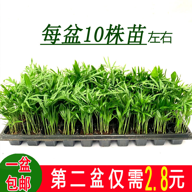 袖珍椰子盆栽凤尾竹国王椰子大型室内客厅前台植物四季常青易养护