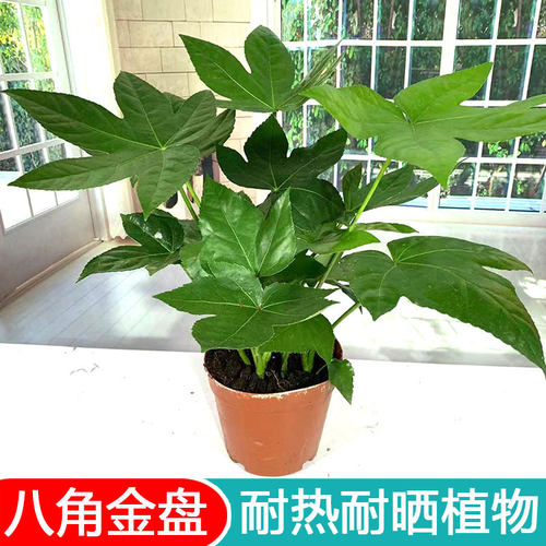 八角金盘盆栽工程绿化室外阳台