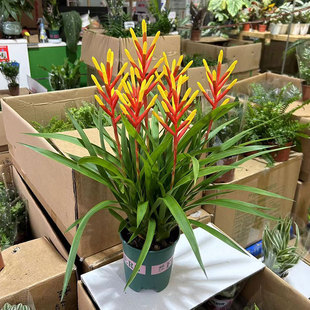 喜泡凤梨花紫露盆栽鸿运当头室内客厅办公摆放观叶卉乔迁喜庆植物