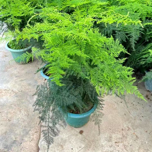 室内外阳台四季常青包邮文竹盆栽