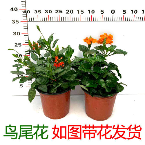 广州销量过百鸟尾花室外观花植物