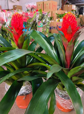 盆栽客厅乔迁植物凤梨花