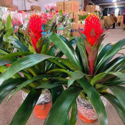 盆栽客厅乔迁植物凤梨花