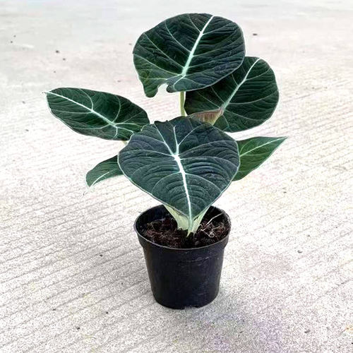 网红观叶热带植物黑天鹅海芋