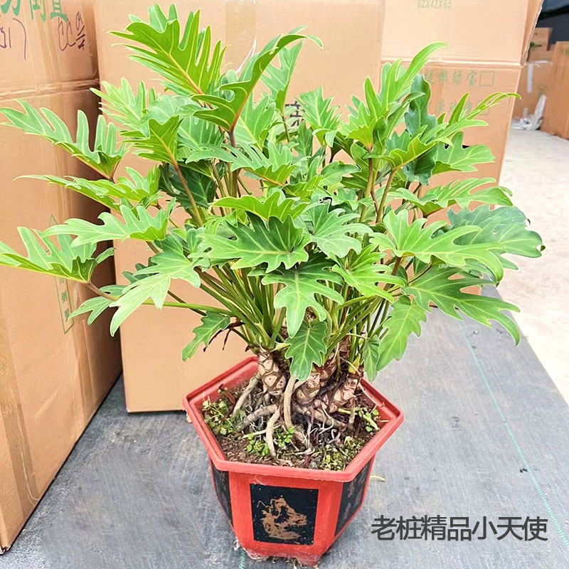 小天使盆栽老桩多头水培室内办公桌面书房观叶植物易养护净化空气