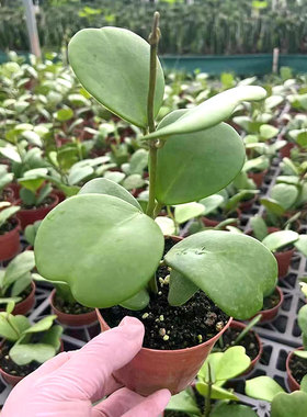 心叶球兰一片心多肉老桩型爬藤植物苗垂钓兰多肉室内盆栽四季常青