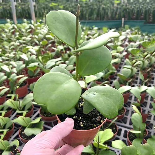 心叶球兰一片心多肉老桩型爬藤植物苗垂钓兰多肉室内盆栽四季常青