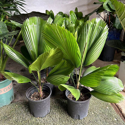 圆叶轴榈盆栽蒲葵大盆栽室内客厅办公桌面大型绿植isn风网红植物