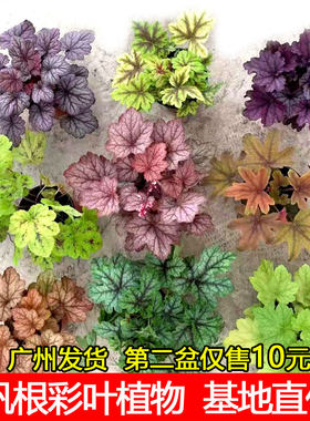 大苗彩叶套餐花园耐晒