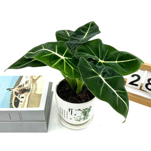 綠天鵝絨海芋網(wǎng)紅綠植進(jìn)口盆栽室內(nèi)辦公客廳桌面盆栽熱帶觀葉花卉