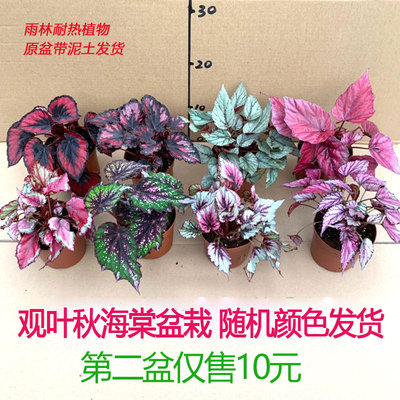 秋海棠室内阳台办公观叶植物火焰