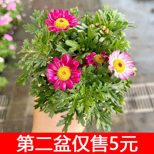玛格丽特花苗盆栽带花菊花四季开花室外阳台庭院耐晒单瓣重瓣秋冬