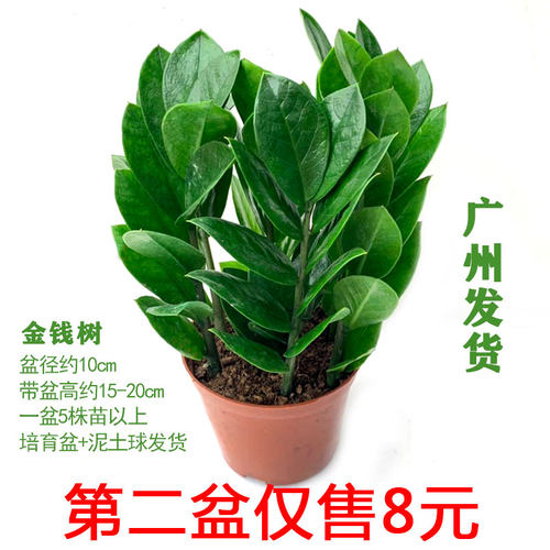 客厅办公开业入伙送礼花卉金钱树