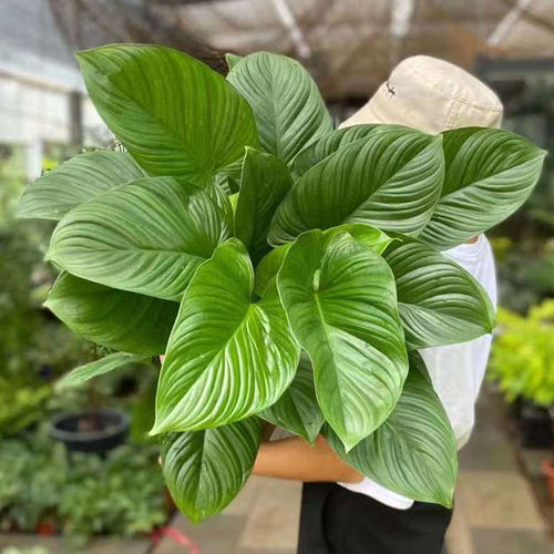 千年健盆栽内办公客厅四季常青