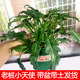 小天使蔓绿绒土培带盆龙鳞桩室内书房办公桌面大型北欧风观叶植物