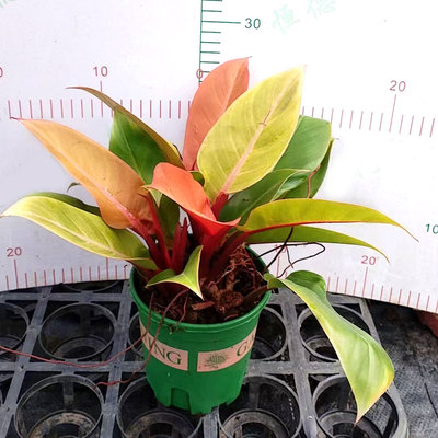 橙王子蔓绿绒盆栽旭日东升阳光帝王花卉室内办公客厅桌摆观叶植物