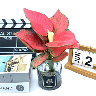 吉利红盆栽如意皇后陶瓷盆室内办公桌面彩叶植物苗净化空气易养护