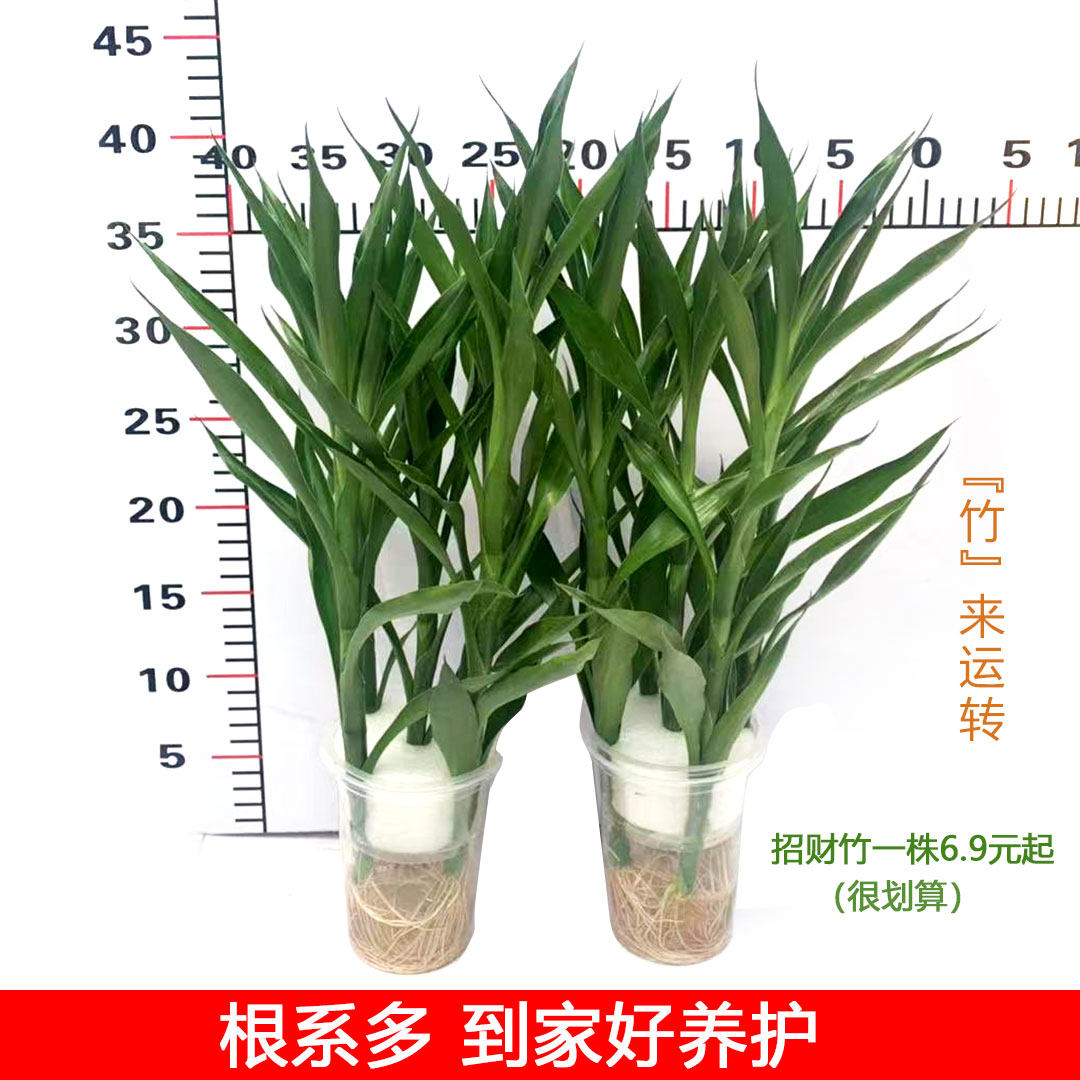 招财竹水培盆栽转运竹带根室内办公客厅四季常青易养护观叶茎花卉