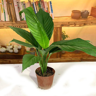 绿巨人盆栽大叶绿植室内客厅办公桌面观叶植物四季常青易养护花卉