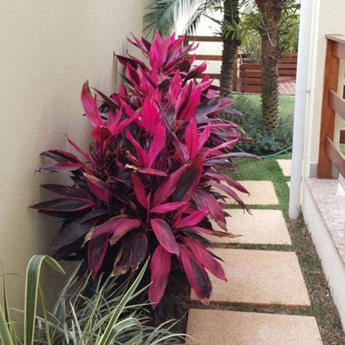 红叶朱蕉大型盆栽红叶铁树紫竹苗