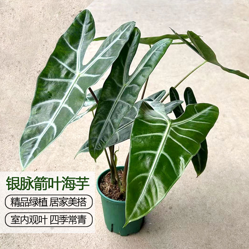 银脉箭叶海芋盆栽水培植物剑叶竹芋苗室内办公桌面热带花卉禾森园图片
