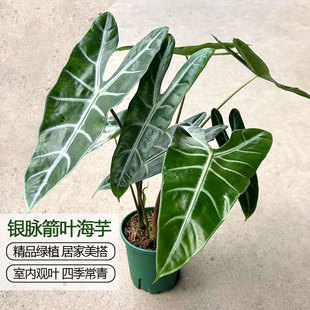 银脉箭叶海芋盆栽水培植物剑叶竹芋苗室内办公桌面热带花卉禾森园