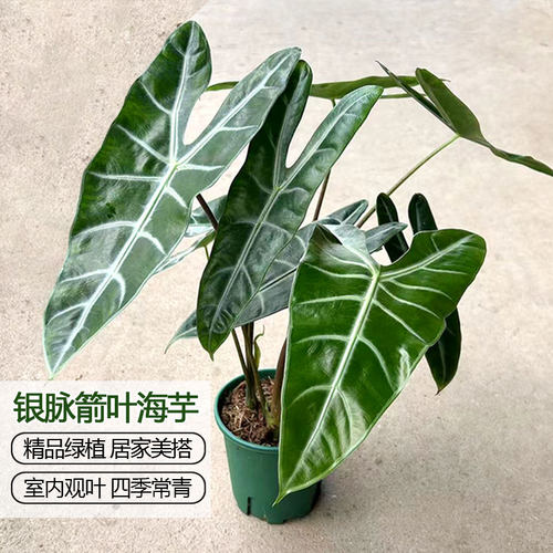 银脉箭叶海芋盆栽水培植物剑叶竹芋苗室内办公桌面热带花卉禾森园
