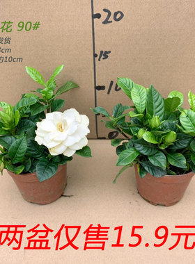 栀子花盆栽枝枝花带花苞室内驱蚊香味桌面阳台花卉四季开花除甲醛
