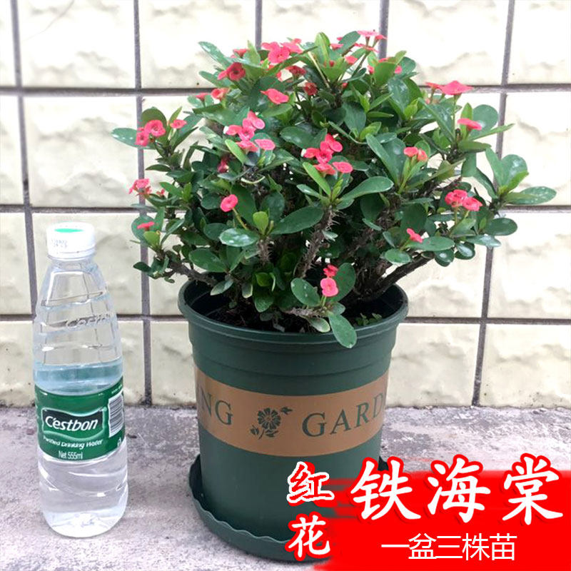 铁海棠盆栽虎刺梅花卉室内外桌面阳台庭院耐热植物喜阳带花苞发货