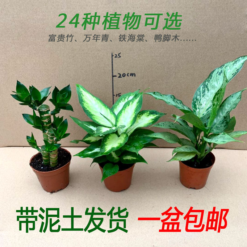 发财树富贵竹琴叶榕黄金童子狼尾蕨粉黛万年青室内植物四季常青苗