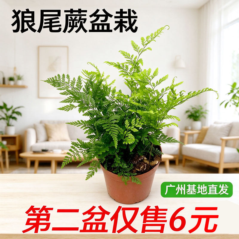 小狼尾蕨盆栽阿波银线室内办公桌面绿植微景观雨林缸耐阴耐旱花卉