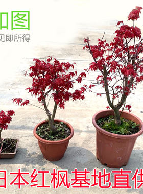 日本中国红耐晒植物室外