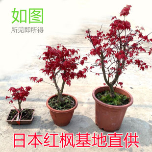 日本红枫苗老桩盆栽红丝带中国红室外庭院阳台耐热耐晒绿化工程树