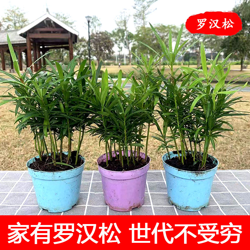 小叶雀舌罗汉松盆栽老桩造型景室内客厅阳台庭院四季常青观叶植物
