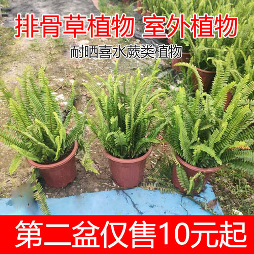 排骨阳台耐晒街道绿化喜阳植物