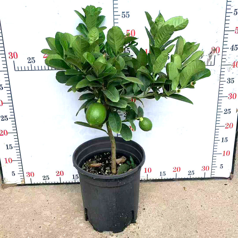 广州柠檬树苗盆栽尤力克