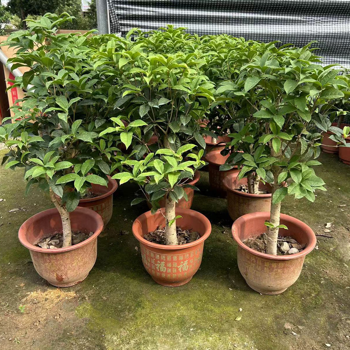 绿植芳香型室内客厅庭院桂花树苗