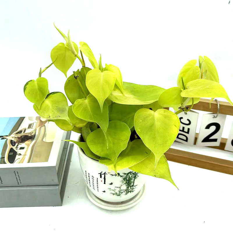 柠檬果汁进口阳台绿植春羽