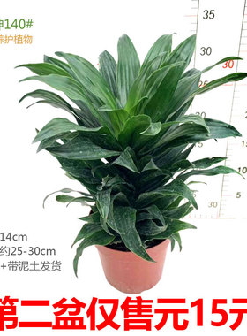 太阳神盆栽密叶朱蕉耐寒易养活植物观室内办公四季常青易养护花卉