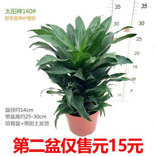 太阳神耐寒易养活办公易养护盆栽