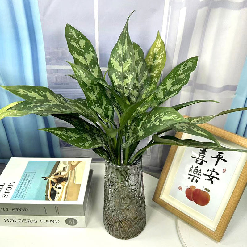 黑美人万年青盆栽银如意植物室内耐阴易养植物四季常青吸甲醛包邮