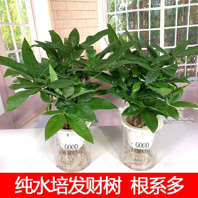 四季常青无土纯水培发财树客厅
