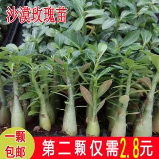 开花老桩耐热晒带花苞 沙漠玫瑰盆栽重瓣种子小苗室外阳台庭院四季
