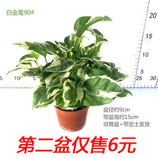 白金葛盆栽雪花绿萝室内桌面阳台花卉观叶四季 常绿易养护净化空气