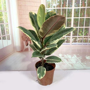 花金刚橡皮树盆栽网红树室内观叶办公桌面书房花卉彩叶耐高温植物