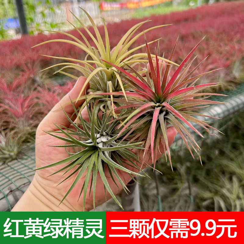 红黄绿空气凤梨盆栽室内书房客厅桌摆懒人易养护无土植物三种颜色