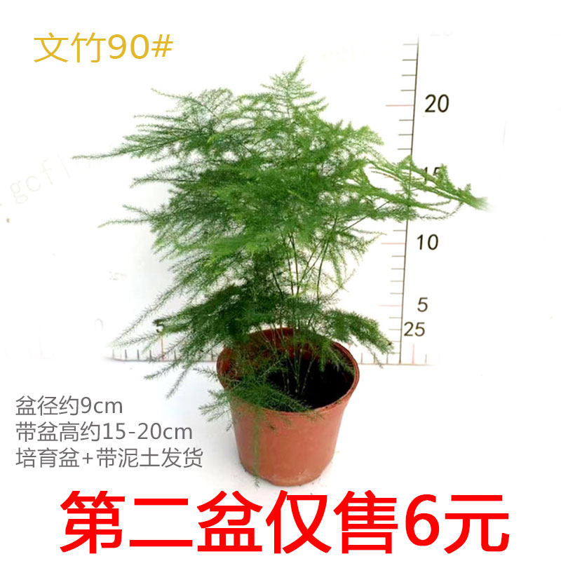 文竹盆栽小花苗室内绿色花卉桌面书房易养护净化空气创意禅意盆景
