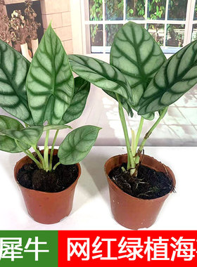 白色犀牛海芋盆栽黑天鹅绒观叶植物室内桌面进口观叶花卉耐阴花卉