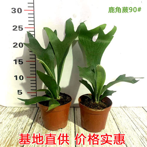 观叶二岐鹿角蕨书房挂板定种植