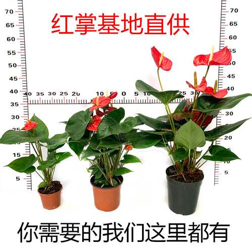红掌大盆栽鸿运当头苗室内